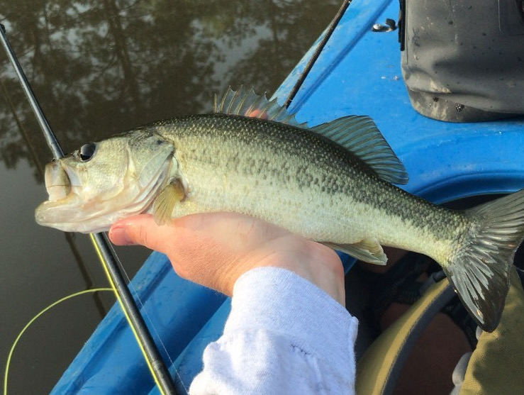 From River to Table